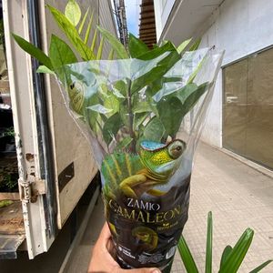 imagem do produto Zamiocuca camaleão pt15