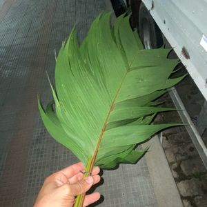 imagem do produto Aricana