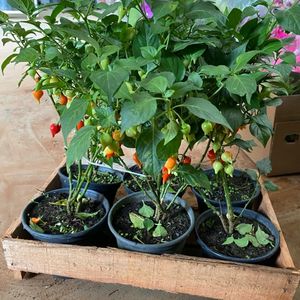 imagem do produto Pimenta biquinho 