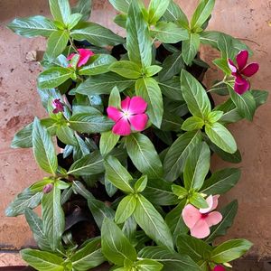 imagem do produto Cx vinca comun c/15