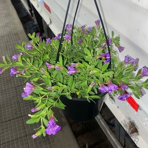 imagem do produto Petúnia Calibrachoa pt15