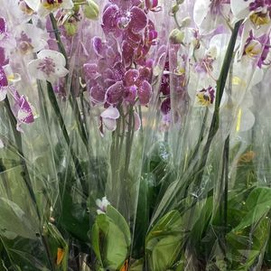 imagem do produto Orquídea pt12