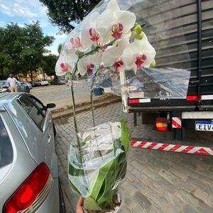 imagem do produto Orquídea. Pt15