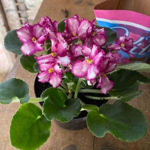 imagem do produto Violeta pt11