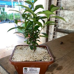 imagem do produto Bonsai jovem 
