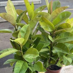 imagem do produto Fícus elastico 