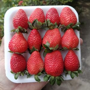 imagem do produto Morango Premium (bandeja)