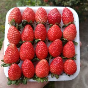 imagem do produto Morango especial (bandeja)