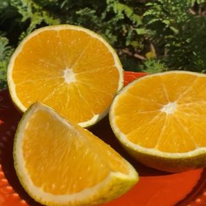 imagem do produto LARANJA CAMPISTA 
