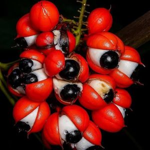 imagem do produto Guaraná lata
