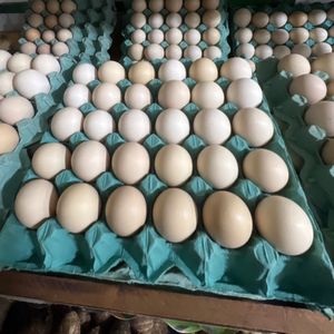 imagem do produto Ovos caipira 