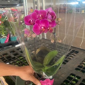 imagem do produto Orquídea 