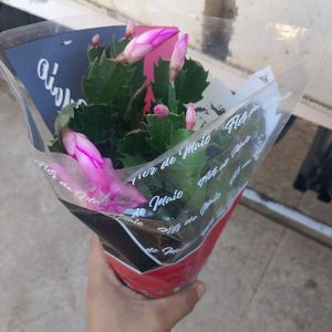 imagem do produto Flores de maio