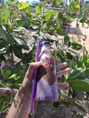 imagem do produto AÇAI NUTELLA, MOUSSE DE MARACUJA