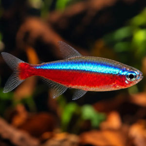 imagem do produto TETRA NEON CARDINAL 