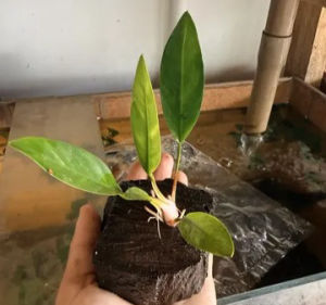 imagem do produto ANÚBIA LANCEOLATA (NO TRONCO)
