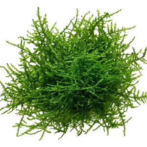 imagem do produto MUSGO DE JAVA (PLANTA VIVA)