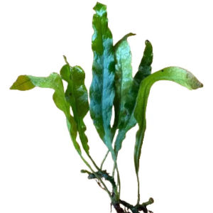 imagem do produto MICROSSORIUM (PLANTA VIVA)