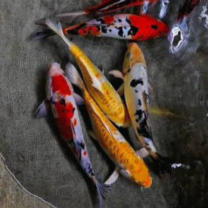 imagem do produto CARPA ESPECIAL M