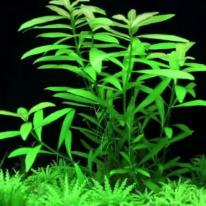 imagem do produto PLANTA HYGRÓPHILA POLYSPERMA