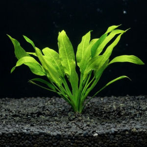 imagem do produto AMAZONENSE  (PLANTA VIVA)