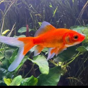 imagem do produto KINGUIO COMETA VERMELHO P