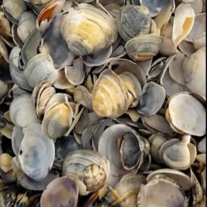 imagem do produto ARAGONITA 1KG (DEIXA O PH ALCALINO)