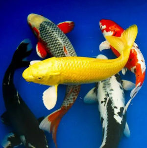 imagem do produto CARPA KOI 15 A 18 CM