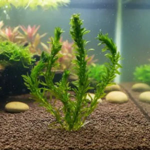 imagem do produto ELODEA  (PLANTA VIVA)