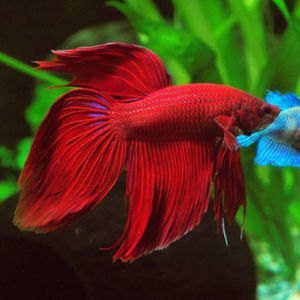 imagem do produto BETTA MACHO