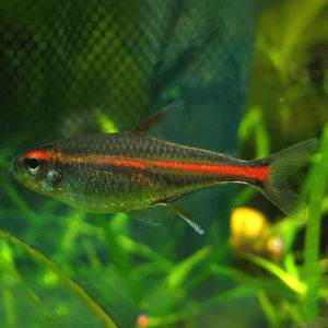 imagem do produto TETRA GROWLIGHT 