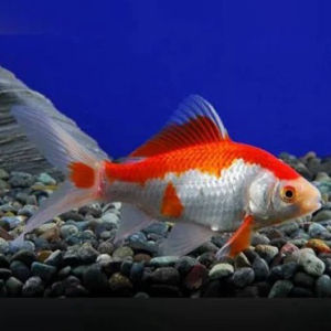 imagem do produto KINGUIO COMETA BRANCO E VERMELHO P