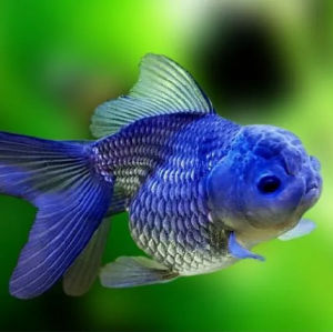 imagem do produto KINGUIO BLUE SCALE M