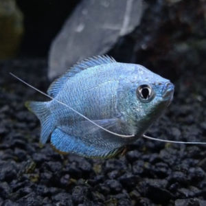 imagem do produto COLISA AZUL