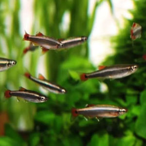 imagem do produto TANICTIS (TANICHTHYS ALBONUBES)