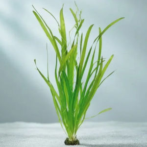 imagem do produto VALLISNERIA GIGANTE (PLANTA VIVA)