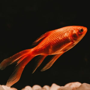 imagem do produto KINGUIO COMETA VERMELHO M