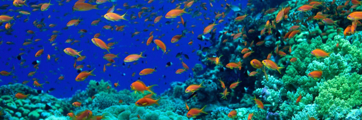 Uber Peixes Ornamentais capa