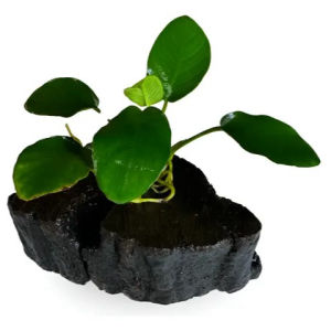 imagem do produto ANÚBIA NANA NO TRONCO (PLANTA VIVA)