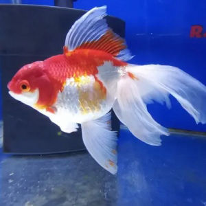 imagem do produto KINGUIO BRANCO E VERMELHO M