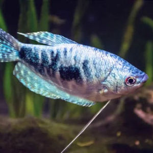 imagem do produto TRICOGASTER AZUL
