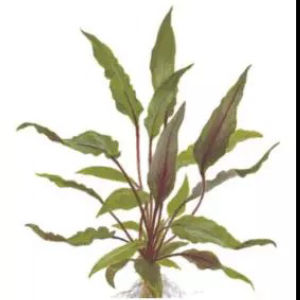 imagem do produto PLANTA CRYPTOCORYNE BROWN