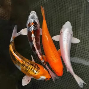 imagem do produto CARPA ESPECIAL G