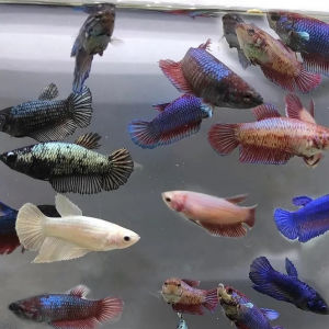 imagem do produto BETTA FÊMEA COMUM