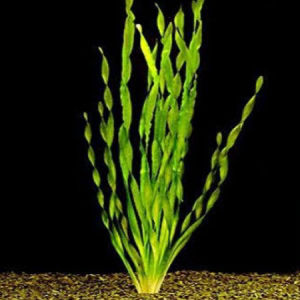 imagem do produto PLANTA VALLISNERIA SPIRALIS (MUDA)