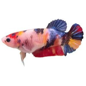 imagem do produto BETTA FÊMEA KOI