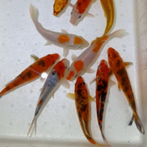 imagem do produto CARPA ESPECIAL P