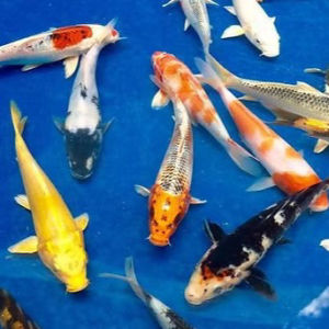 imagem do produto CARPA KOI 13 A 16 CM